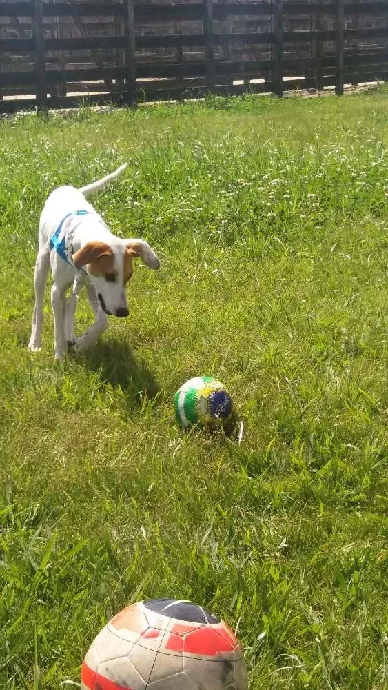 Cachorro ra a Vira lata idade 7 a 11 meses nome Fredy