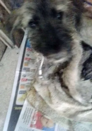 Cachorro raça indeterminada  idade 2 a 6 meses nome não tem
