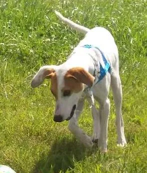 Cachorro ra a Vira lata idade 7 a 11 meses nome Fredy