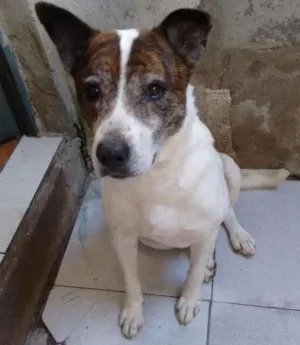 Cachorro raça Misturado idade 6 ou mais anos nome Betovem