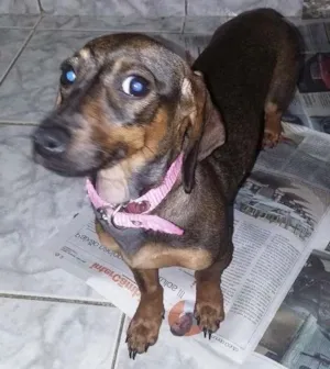 Cachorro raça Basset idade 2 a 6 meses nome Mila