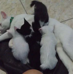 Gato raça Vira lata idade Abaixo de 2 meses nome Bolt e Vall