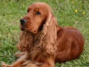 Cachorro raça Cocker Spaniel idade 4 anos nome Beethoven 