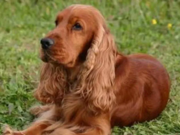 Cachorro ra a Cocker Spaniel idade 4 anos nome Beethoven 