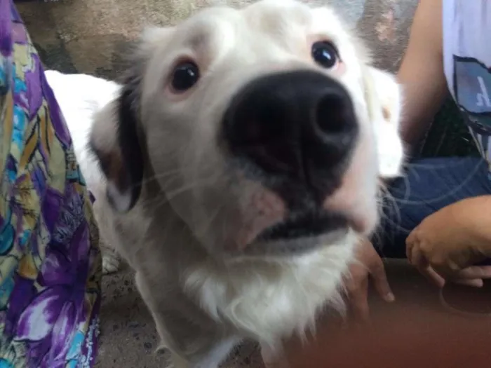 Cachorro ra a Nao sei idade 1 ano nome Nao sei
