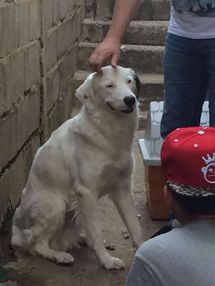 Cachorro ra a Nao sei idade 1 ano nome Nao sei
