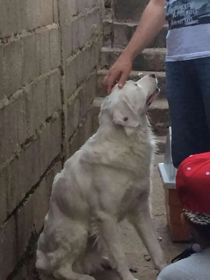 Cachorro ra a Nao sei idade 1 ano nome Nao sei