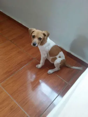 Cachorro raça  idade 2 a 6 meses nome Ozzy