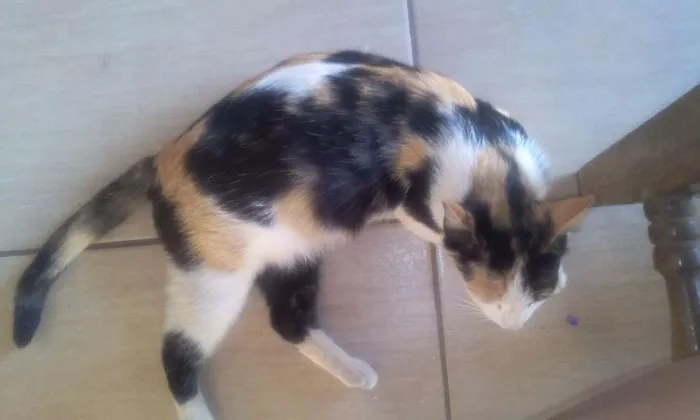 Gato ra a  idade 7 a 11 meses nome Saphira