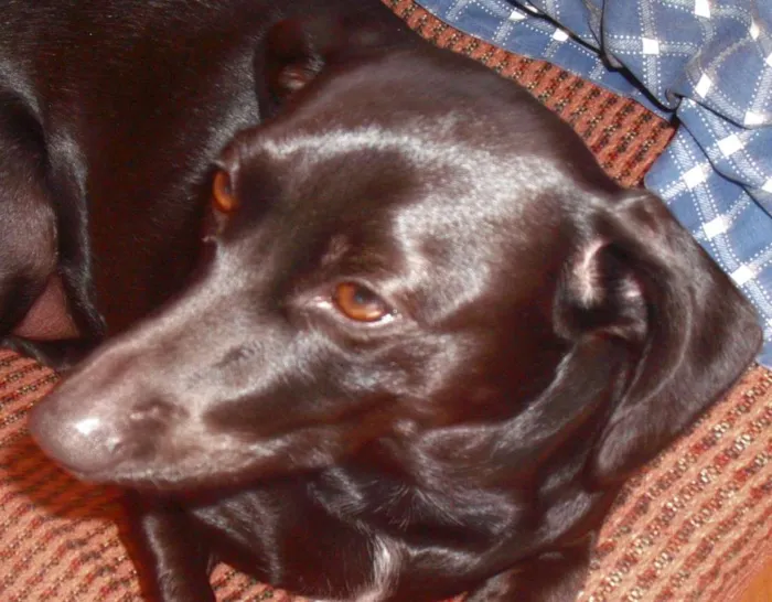 Cachorro ra a Preto idade 4 anos nome Lassie