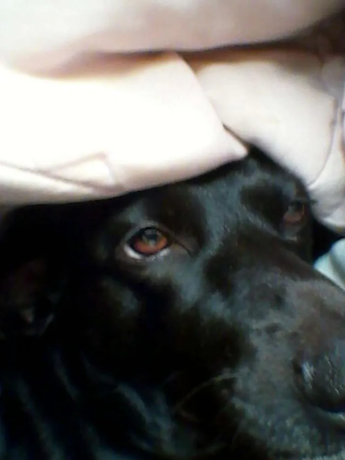 Cachorro ra a Preto idade 4 anos nome Lassie