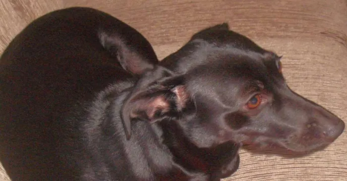 Cachorro ra a Preto idade 4 anos nome Lassie