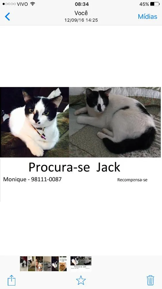 Gato ra a SRD idade 3 anos nome Jack