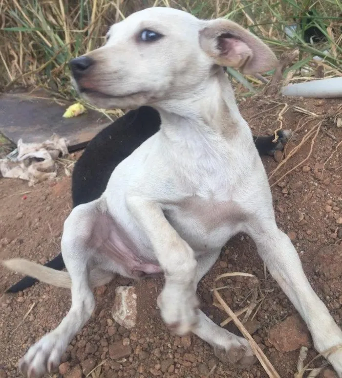 Cachorro ra a Sem raça definida  idade Abaixo de 2 meses nome Sem nome