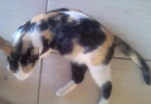 Gato raça  idade 7 a 11 meses nome Saphira