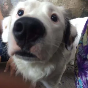 Cachorro raça Nao sei idade 1 ano nome Nao sei
