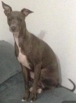 Cachorro raça Galho italiano idade 7 a 11 meses nome Duff