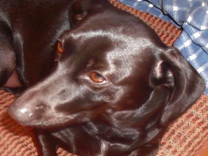 Cachorro ra a Preto idade 4 anos nome Lassie