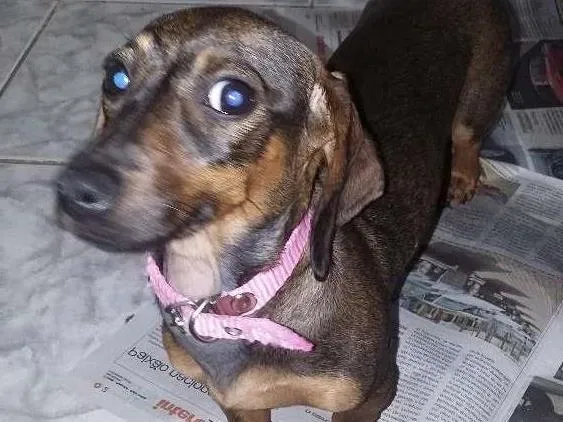 Cachorro raça Basset idade 2 a 6 meses nome Mila