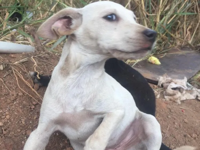 Cachorro ra a Sem raça definida  idade Abaixo de 2 meses nome Sem nome