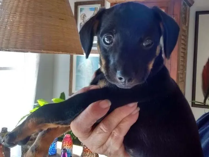 Cachorro ra a SRD idade 2 a 6 meses nome Mike
