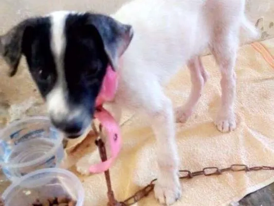 Cachorro ra a Vira lata  idade 2 a 6 meses nome Não tem 