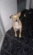 Caramelo