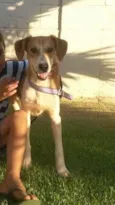 Paloma