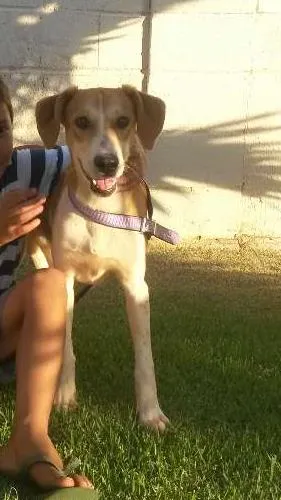 Cachorro ra a vira lata idade 7 a 11 meses nome Paloma