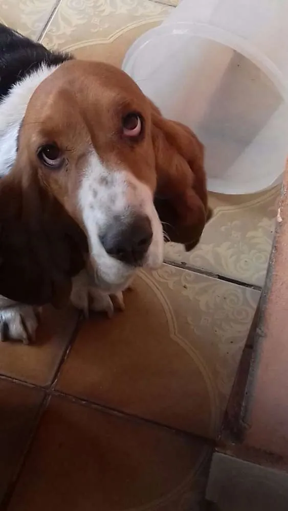 Cachorro raça Basset idade 2 anos nome Nina
