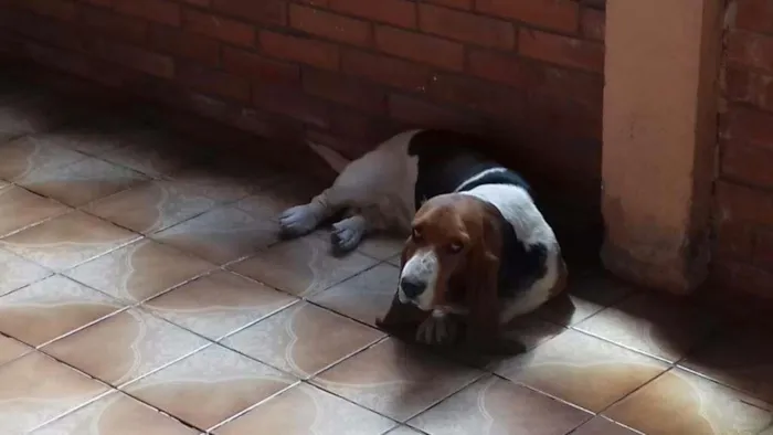 Cachorro raça Basset idade 2 anos nome Nina