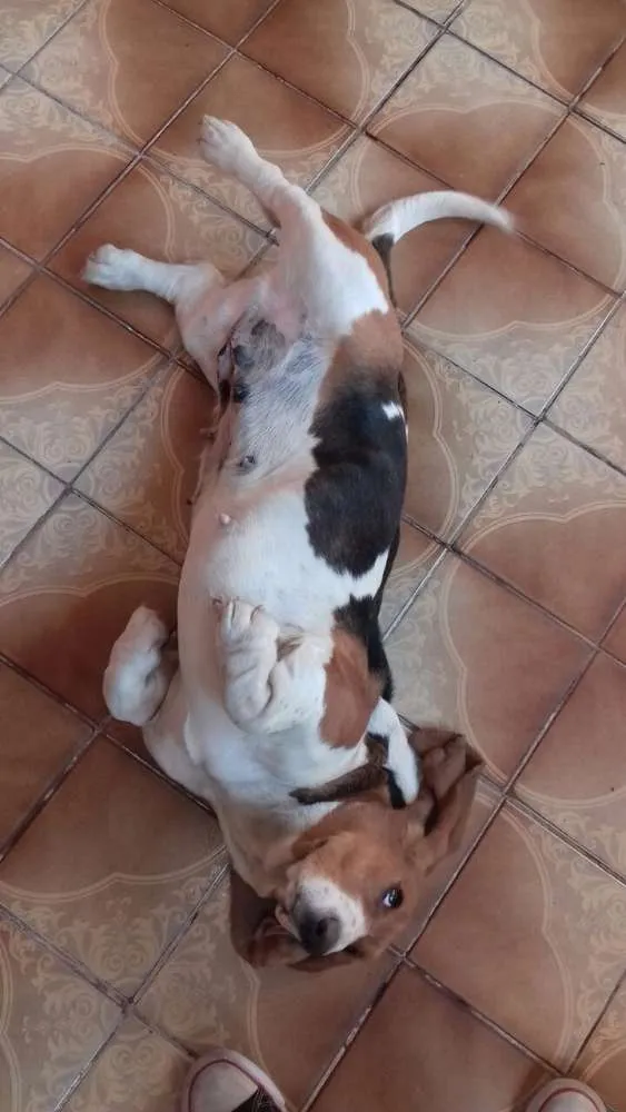 Cachorro raça Basset idade 2 anos nome Nina