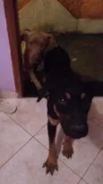 Pretinho