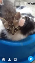 Gatos