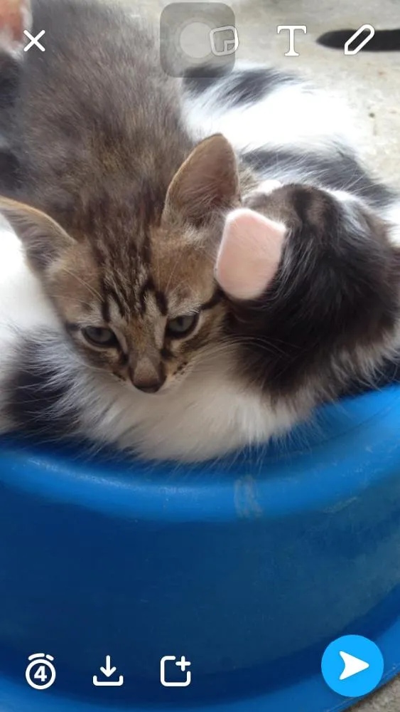 Gato ra a Gato idade 2 a 6 meses nome Gatos