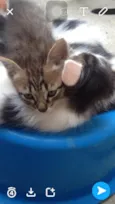 Gatos