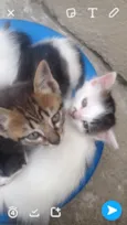 Gatos