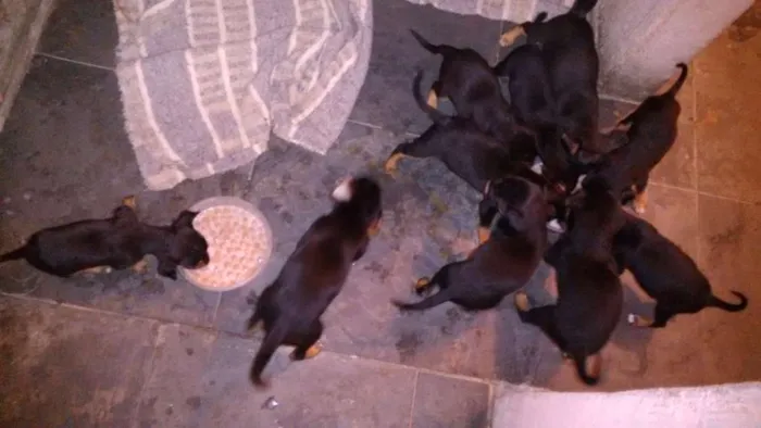 Cachorro raça Pasto alemão c pinchi 4 idade Abaixo de 2 meses nome Sem nomes