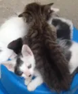 Gatos