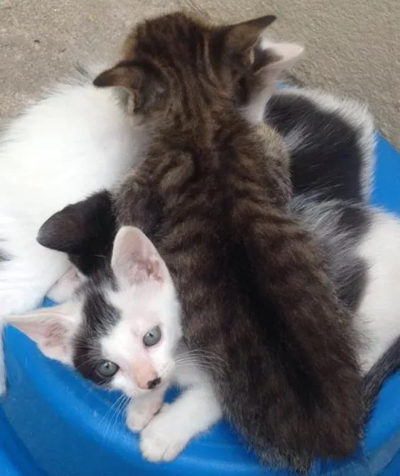 Gato ra a Gato idade 2 a 6 meses nome Gatos