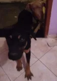 Pretinho