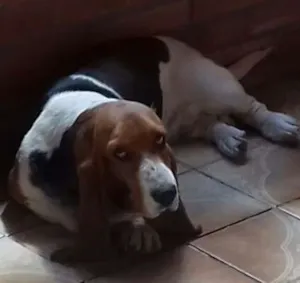 Cachorro raça Basset idade 2 anos nome Nina