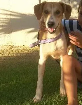 Cachorro ra a vira lata idade 7 a 11 meses nome Paloma