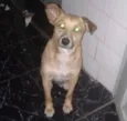 Caramelo