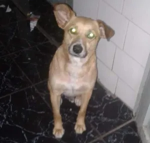 Cachorro raça Vira lata idade 1 ano nome Caramelo