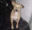 Cachorro raça Vira lata idade 1 ano nome Caramelo