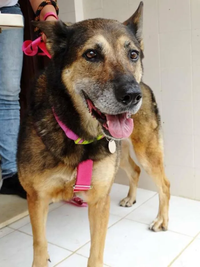 Cachorro ra a Pastor Alemão idade 4 anos nome Menina