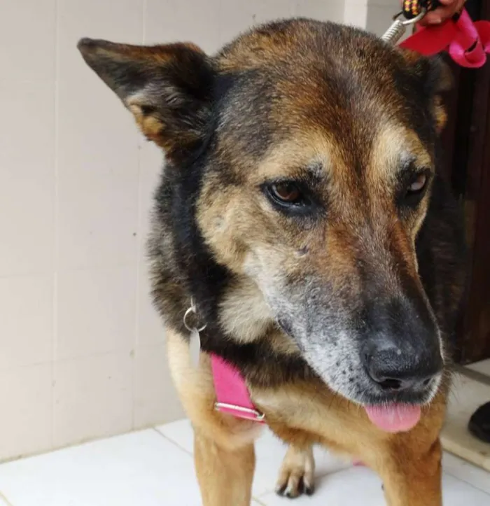 Cachorro ra a Pastor Alemão idade 4 anos nome Menina