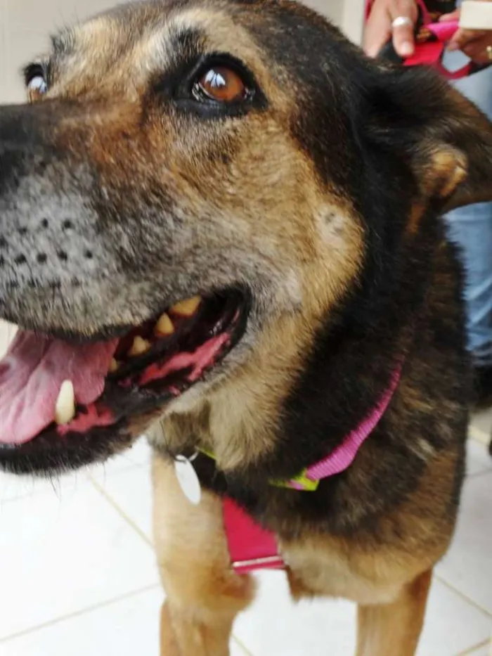 Cachorro ra a Pastor Alemão idade 4 anos nome Menina