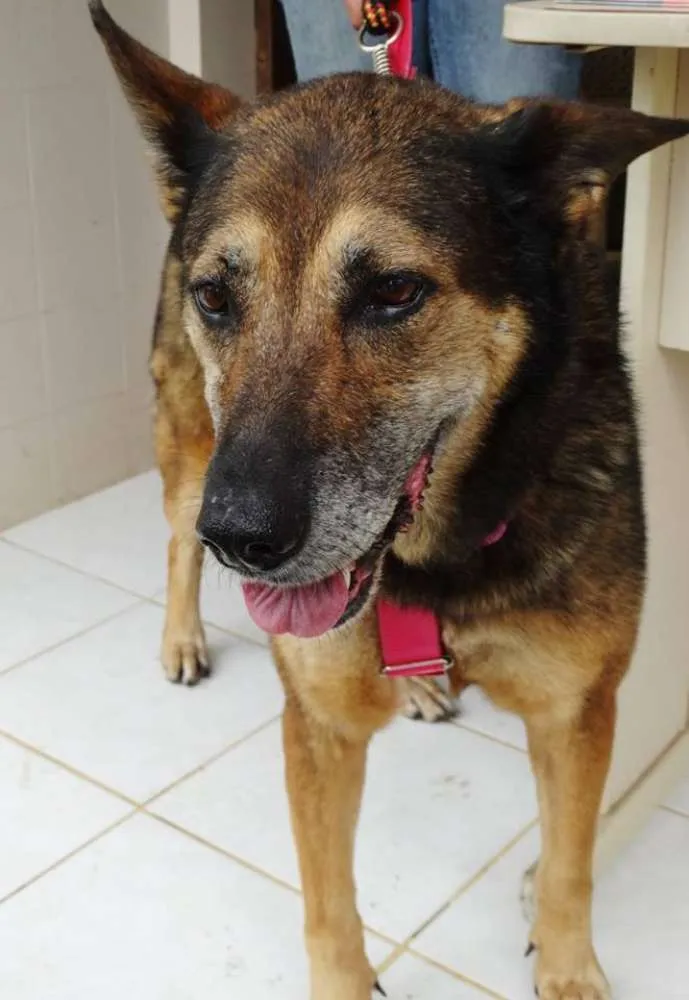 Cachorro ra a Pastor Alemão idade 4 anos nome Menina
